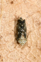 Errastunus ocellaris