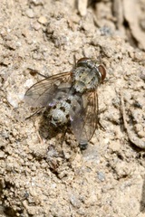 Taxigramma