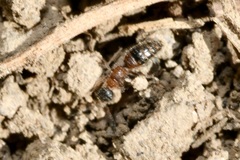 Myrmosa atra