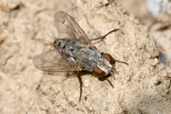 Taxigramma