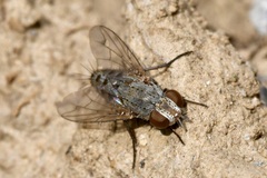 Taxigramma