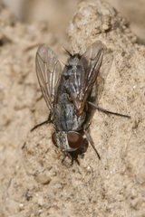 Taxigramma