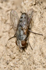 Taxigramma