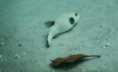 Arothron immaculatus