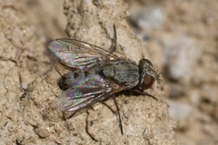 Taxigramma