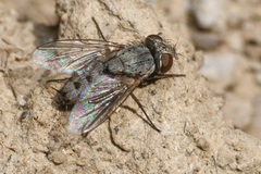 Taxigramma