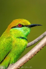 Merops orientalis