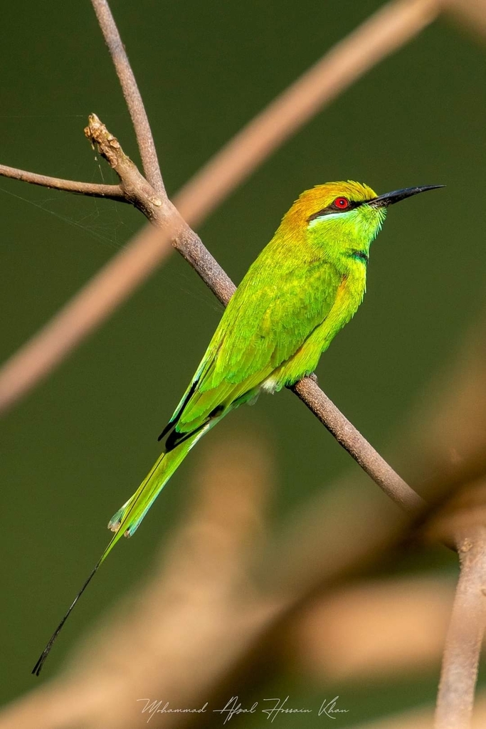 Asian Green Bee-eater (Merops orientalis) photo