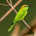 Asian Green Bee-Eater - Photo (c) Afzal Hossain Khan, some rights reserved (CC BY-NC), uploaded by Afzal Hossain Khan