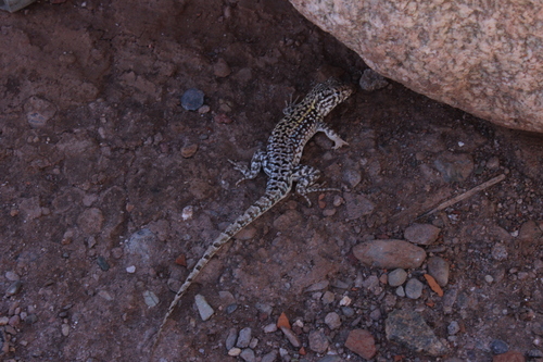 Liolaemus espinozai