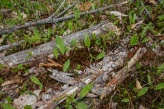 Polytrichum pallidisetum