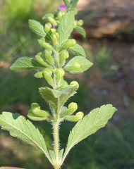 Endostemon tereticaulis