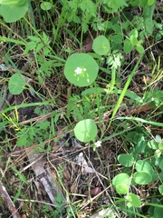 Claytonia parviflora