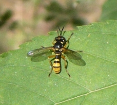 Leopoldius signatus