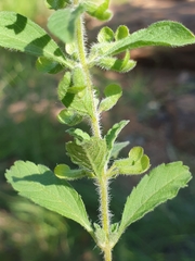 Endostemon tereticaulis