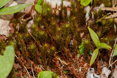 Polytrichum pallidisetum