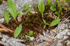 Polytrichum pallidisetum