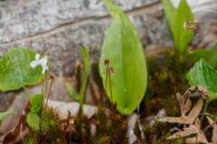 Polytrichum pallidisetum
