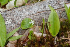 Polytrichum pallidisetum