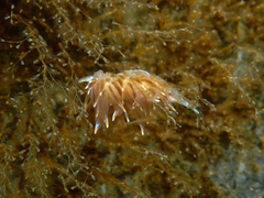 Amphorina linensis