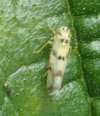 Eupteryx atropunctata