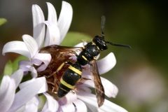 Stenodynerus chevrieranus