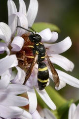 Stenodynerus chevrieranus