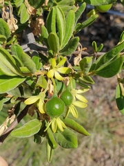 Vangueria triflora