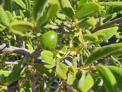 Vangueria triflora