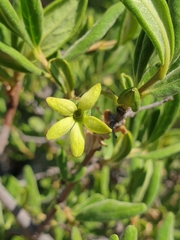Vangueria triflora