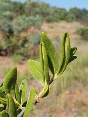 Vangueria triflora