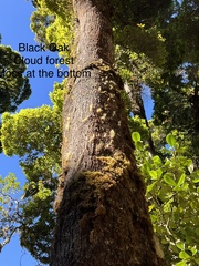 Quercus costaricensis