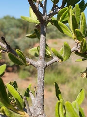 Vangueria triflora
