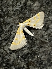 Nassinia caffraria