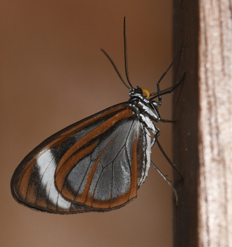 Myrmecophantes albifascia