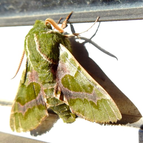 Pacific Green Sphinx photo 3