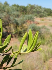 Vangueria triflora