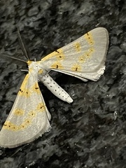 Nassinia caffraria
