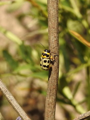 Metallactus pollens