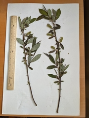 Salix serissima