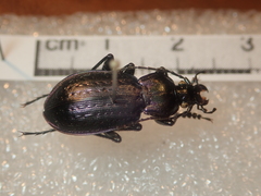 Carabus arvensis sylvaticus