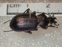 Carabus arvensis sylvaticus
