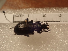 Carabus arvensis sylvaticus