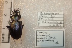 Carabus arvensis sylvaticus