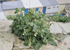 Hyoscyamus albus