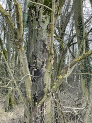 Cryptostroma corticale