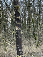 Cryptostroma corticale