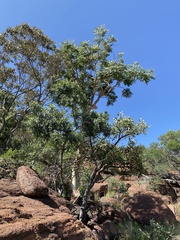 Albizia tanganyicensis