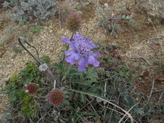Scabiosa lachnophylla