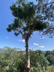 Albizia tanganyicensis